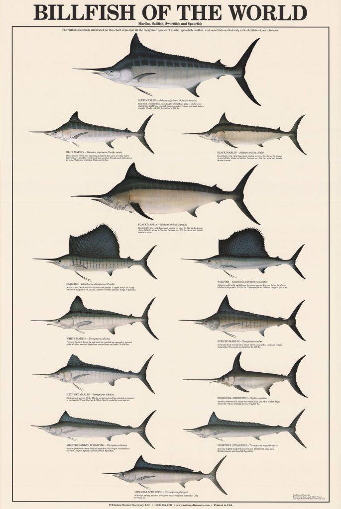Marlin Species: What's The Difference