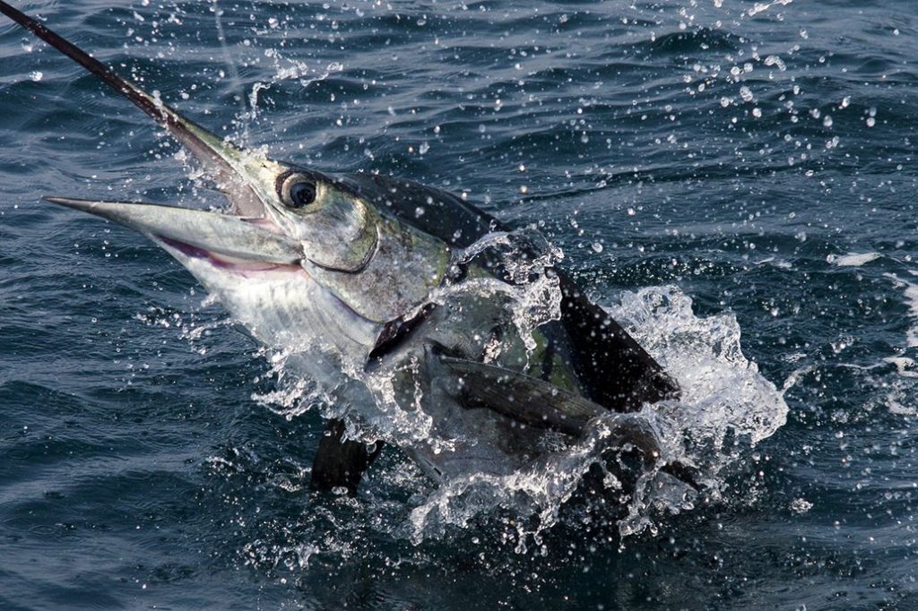 Costa Rica fishing species sailfish