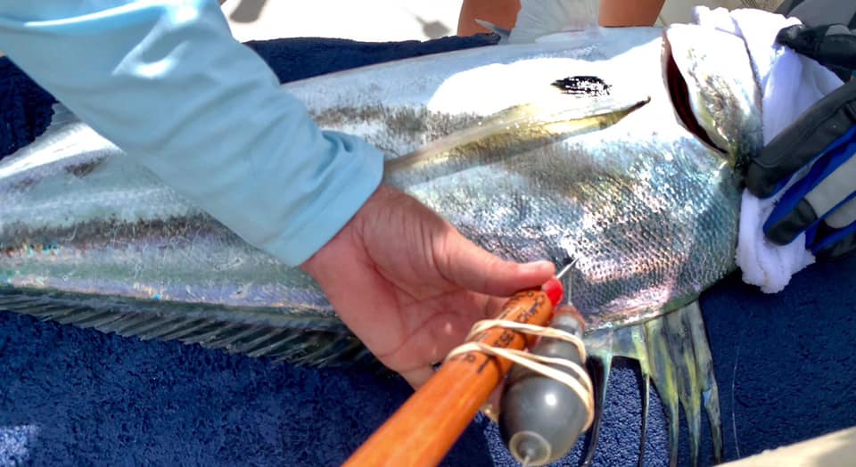 Tagging a Roosterfish in Costa Rica