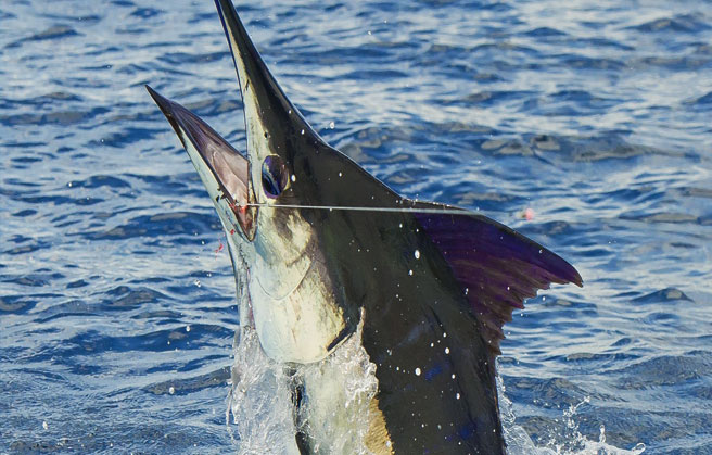 Costa Rica fishing reports marlin