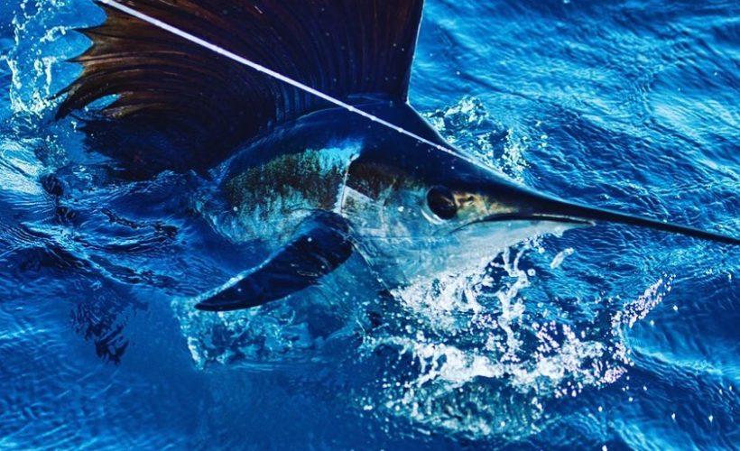 Temporada de pez vela en Costa Rica
