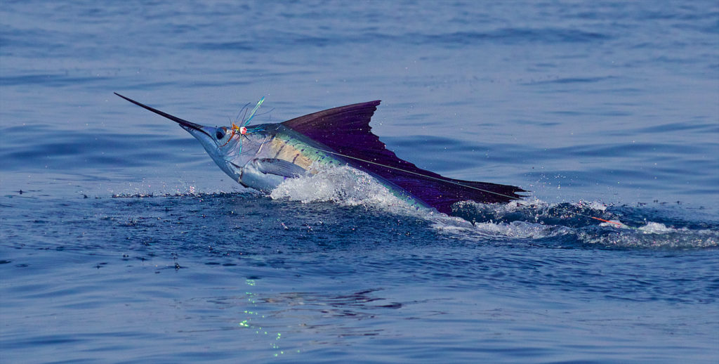 Fotos de pez vela de Costa Rica