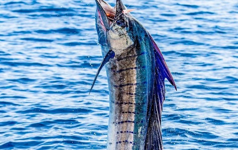 Artículos de pesca en Costa Rica, compra en línea, Full Pesca