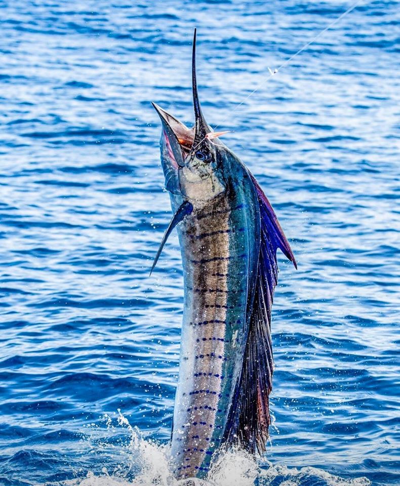 Cómo pescar pez vela en Rica - Pesca en Rica - FECOP