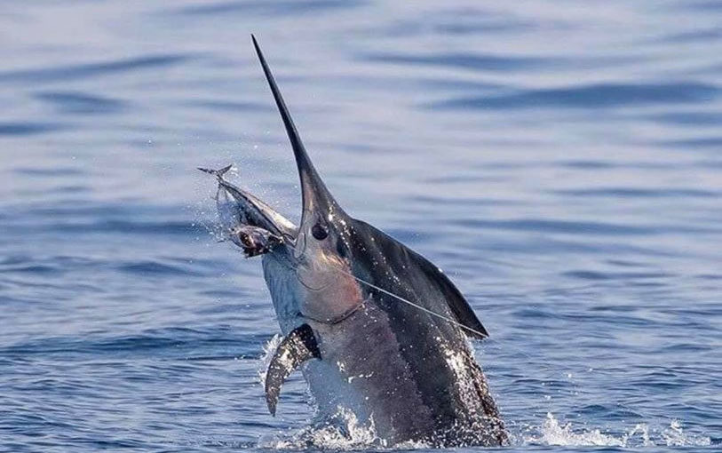 La pêche au thon rouge, le « roi des océans », bat son plein au