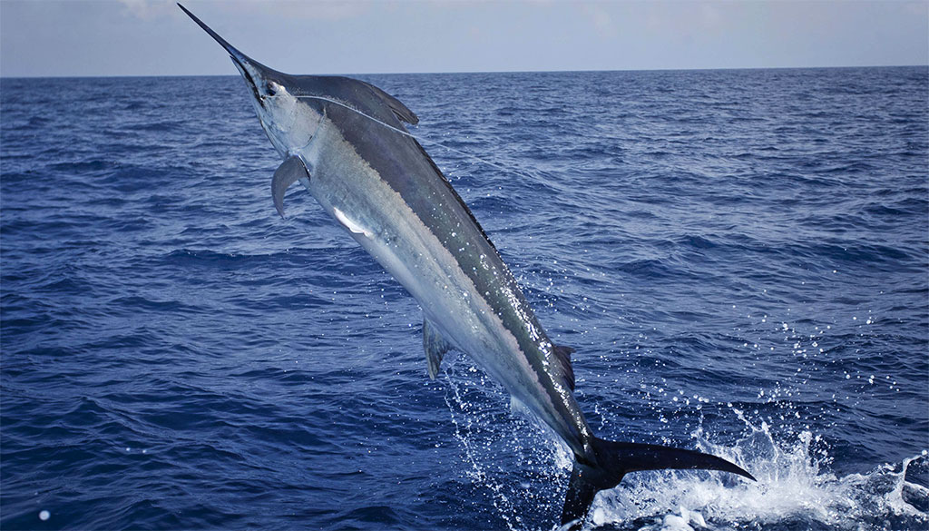 Marlin Negro en Costa Rica