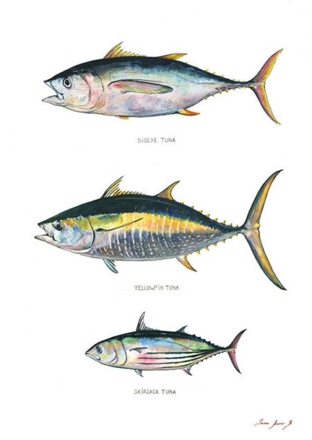 Know Your Tuna - An Illustrated Guide - FECOP