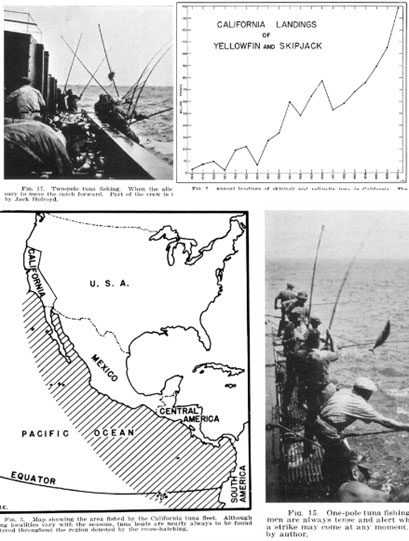Historia del atún - California