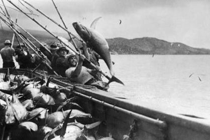 Brief history of tuna 