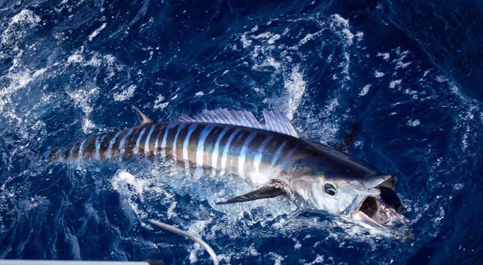 How to Catch Wahoo - Tips and Tricks - FECOP