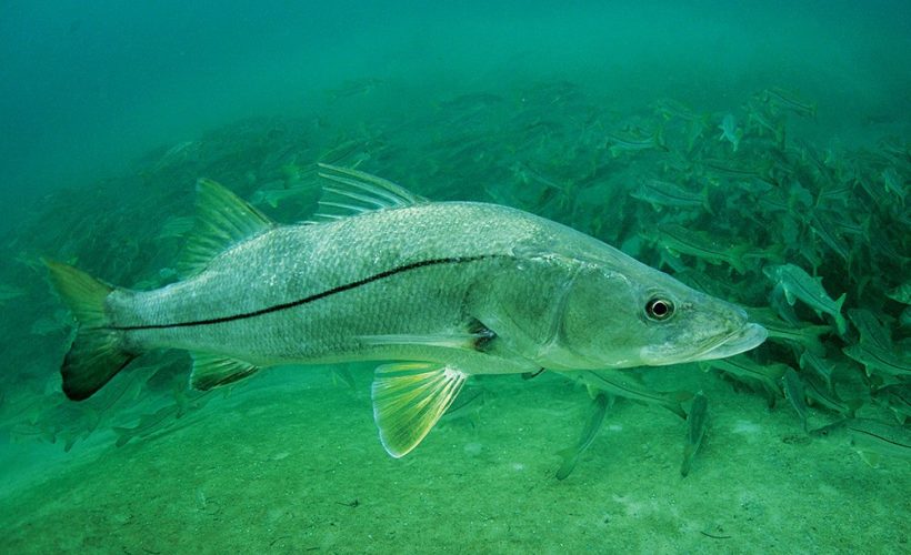 snook mystery in Costa Rica