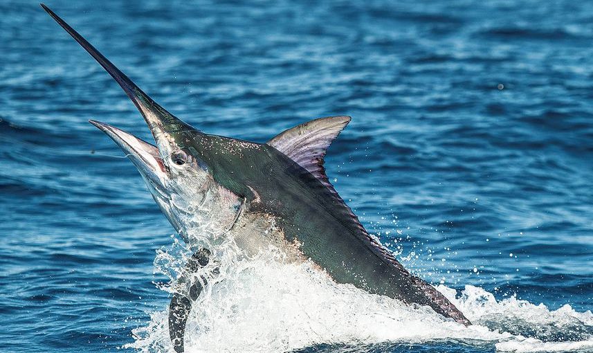Blue Marlin – The Ultimate Game Fish