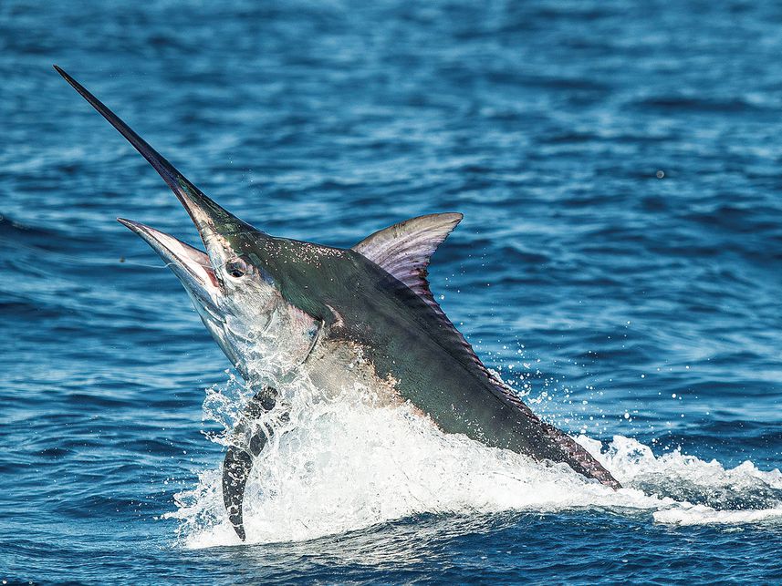 do-i-have-a-black-or-blue-marlin-on-my-line-costa-rica-fishing-fecop