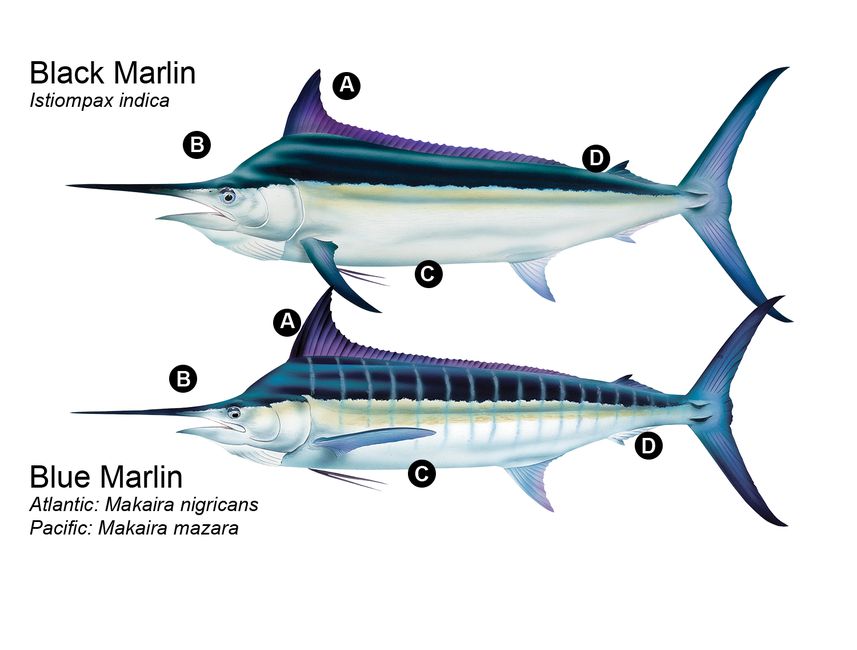 Tabla de anatomía de marlin ciencia