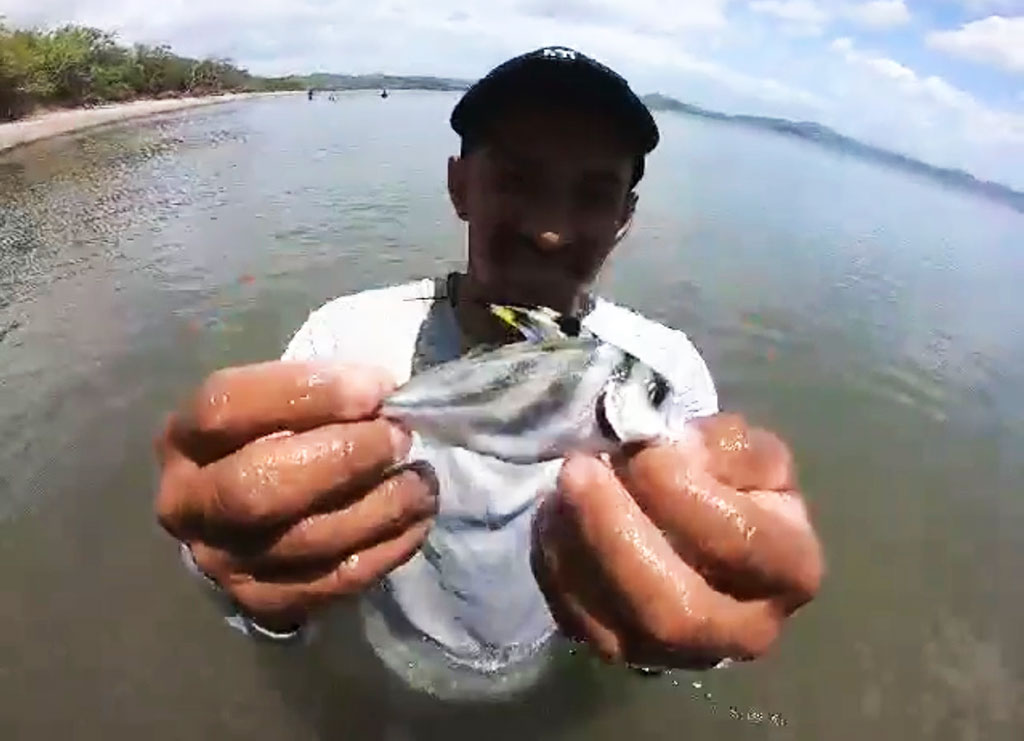 Baby Roosterfish Captured on Video in Costa Rica – Costa Rica Fishing ...