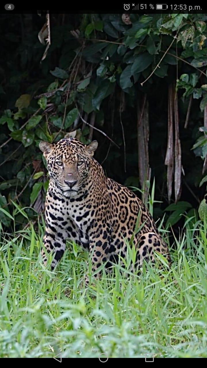 Jaguar de costa rica