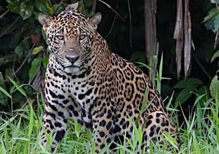 jaguar2 costa rica