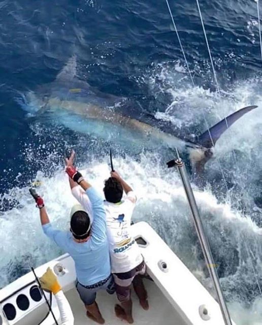 Marlin grande de Costa Rica