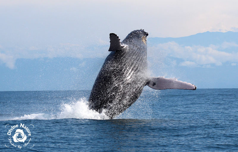 Costa Rica Whale