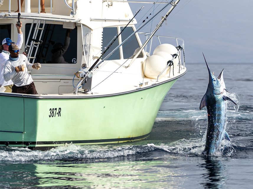 Marlin azul (Pesca) – Canal del Área de Tecnología Educativa