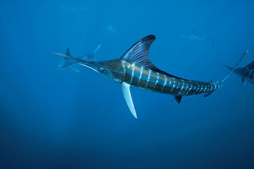 Heavy tackle blue marlin, black marlin, striped marlin at Fraser