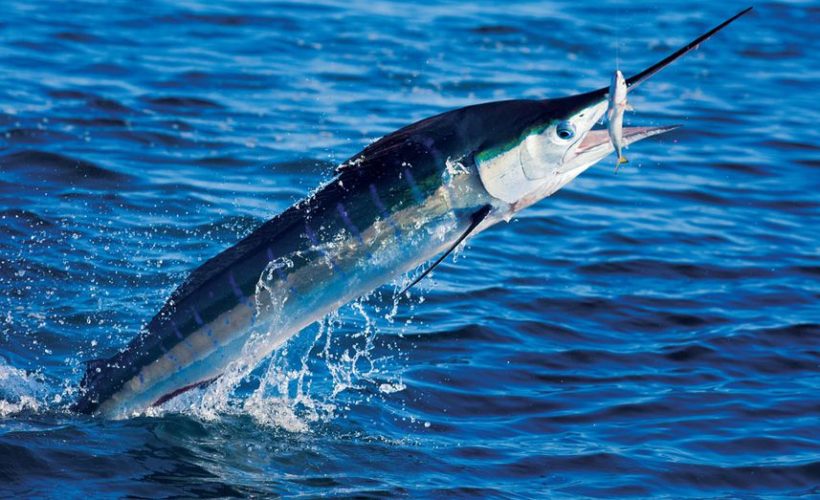 Stripe Marlin with Bait Out of water