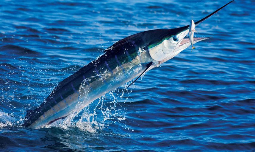 Stripe Marlin con cebo Fuera del agua