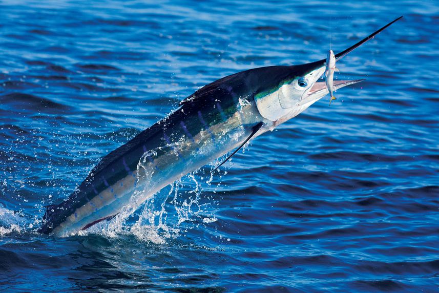 Stripe Marlin con cebo Fuera del agua