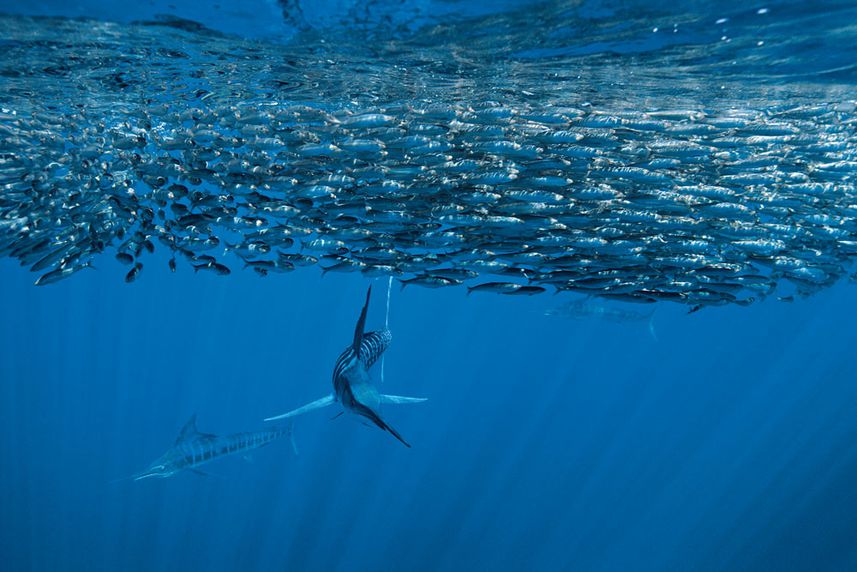 Marlin rayado bajo el agua