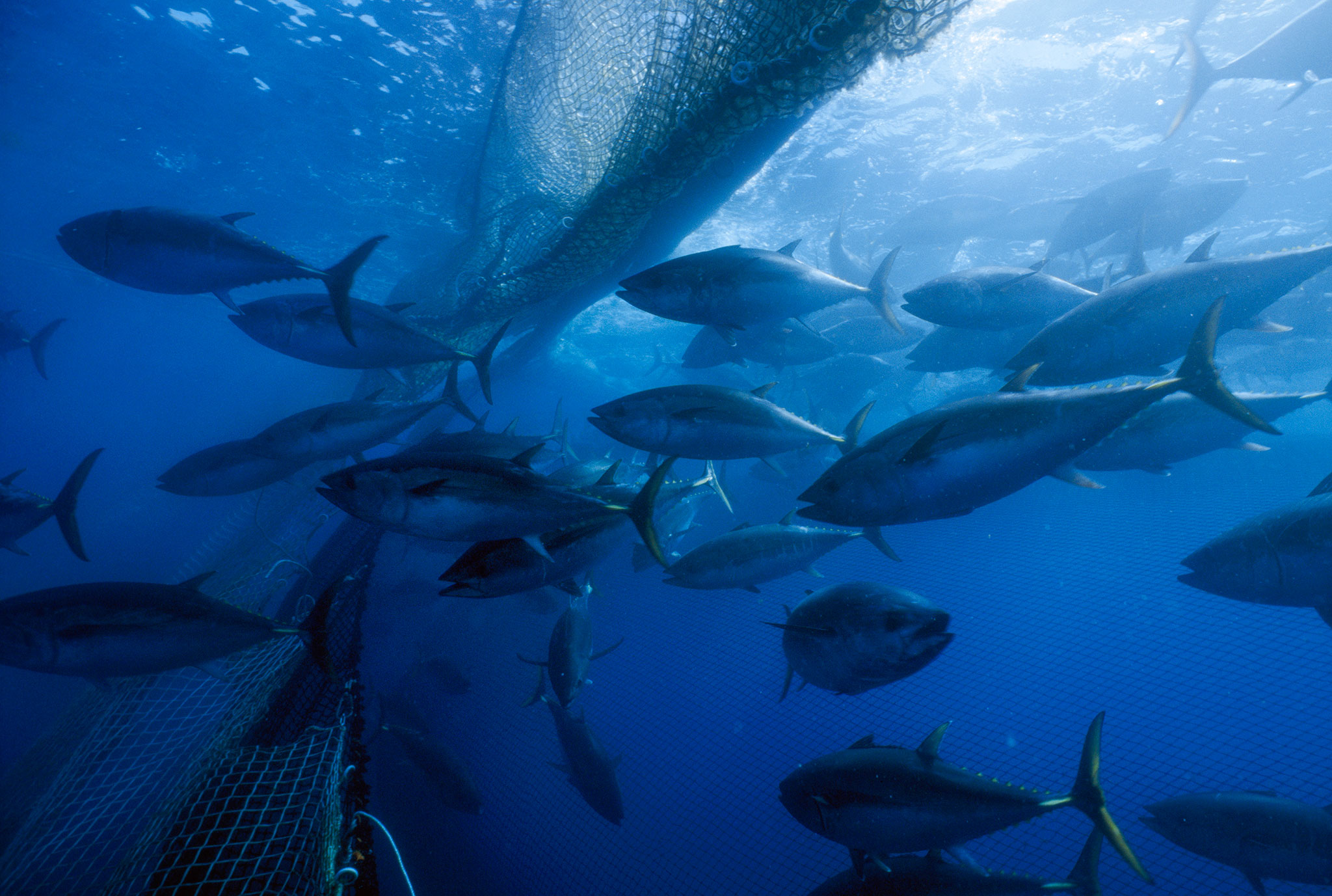 COsta Rica tuna fleet