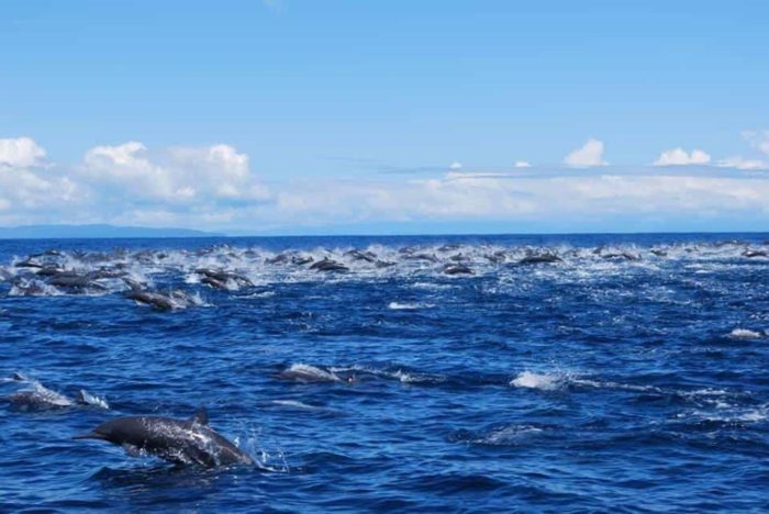super manada de delfines en la costa del Pacífico de Costa Rica