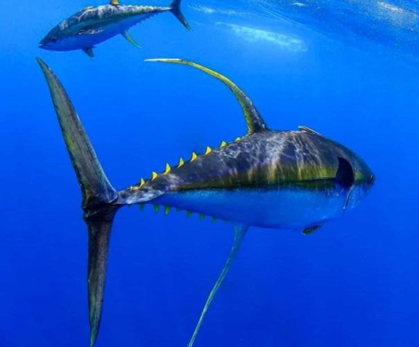yellowfin tuna in costa rica