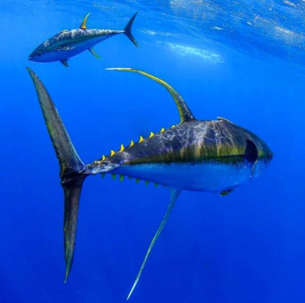 Yellowfin Tuna in Central America