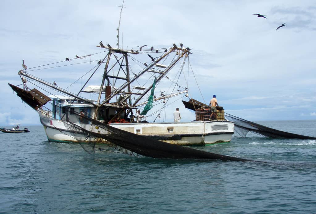 de pesca de camarón de mar al trasmallo 🇪🇨💯💥💥