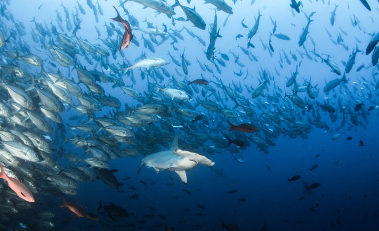 Cocos Island Costa Rica