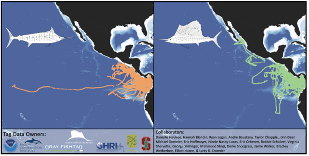 sailfish and marlin tagging map