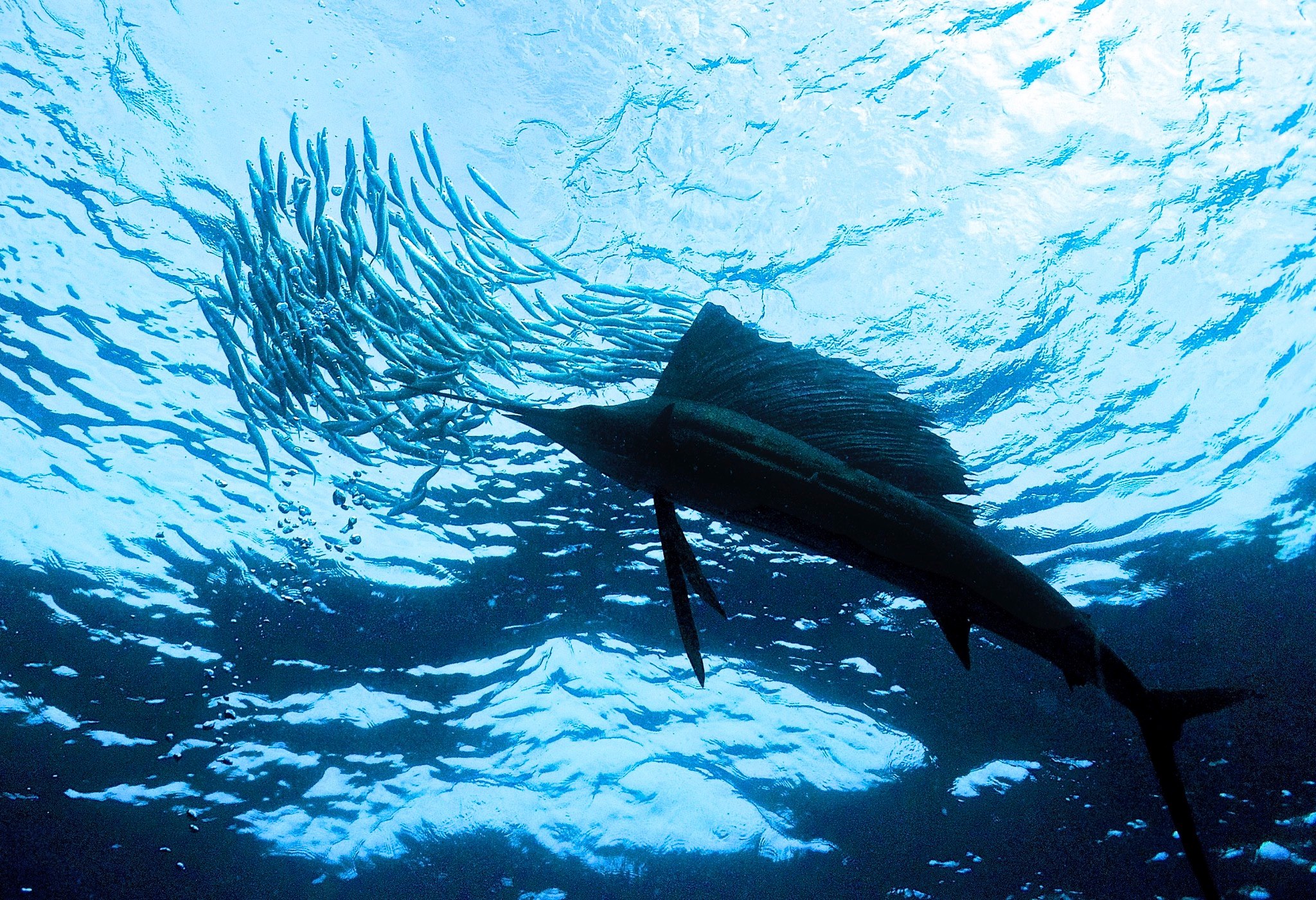 save our sailfish in costsa rica