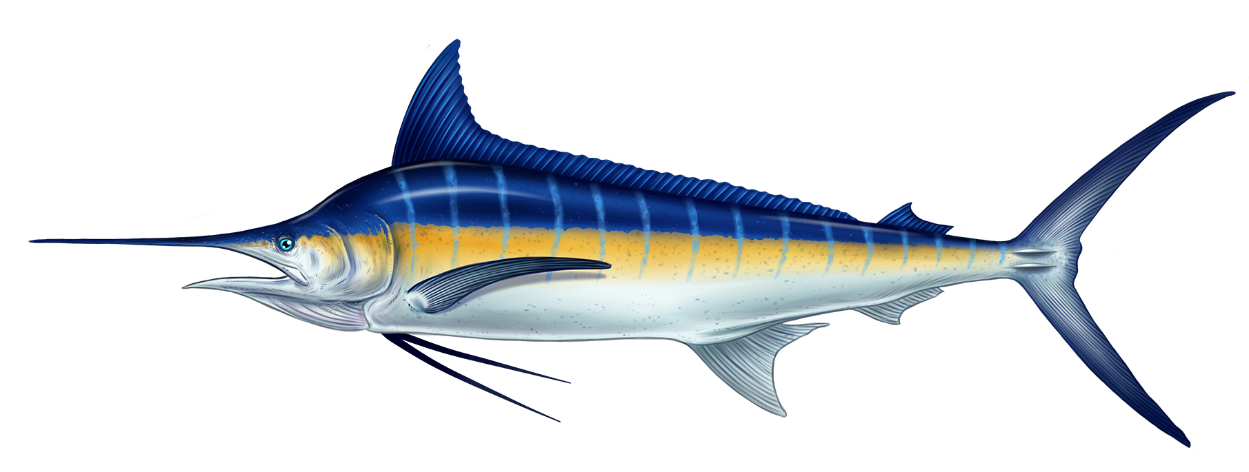 A Blue Marlin, 5 Whites, A Sailfish! GRAND SLAM!! - Fish The Pelican