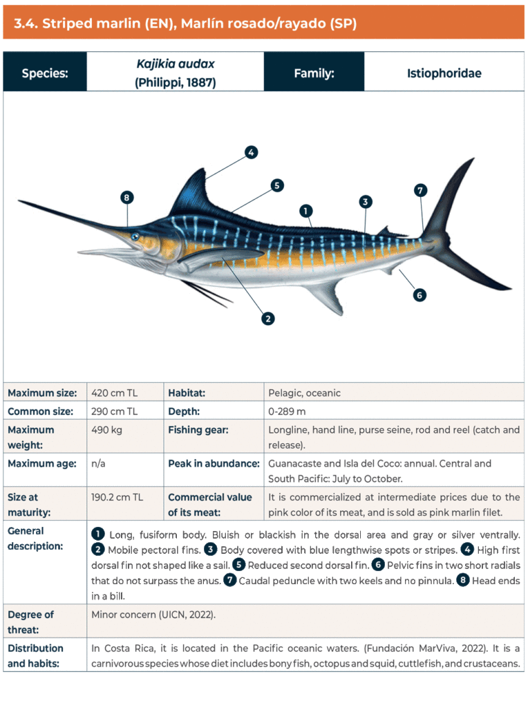 Diagrama de marlin rayado