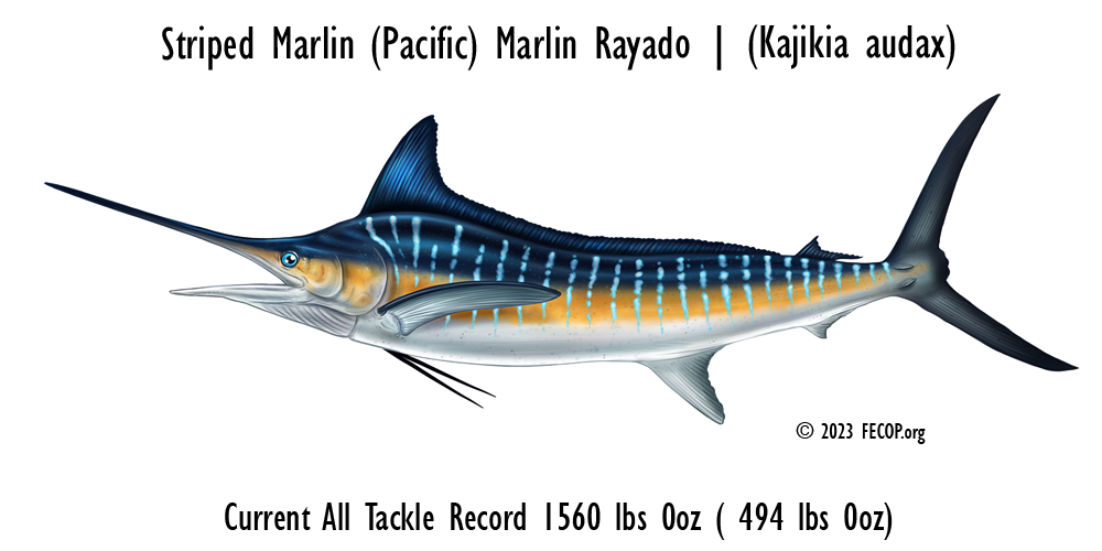 Striped Marlin Illustration