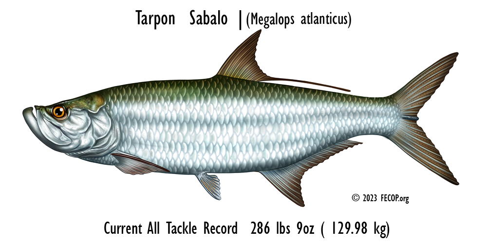 Espèces de poissons du Costa Rica – Wahoo - FECOP
