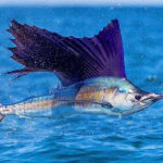 sailfish in danger in Costa Rica