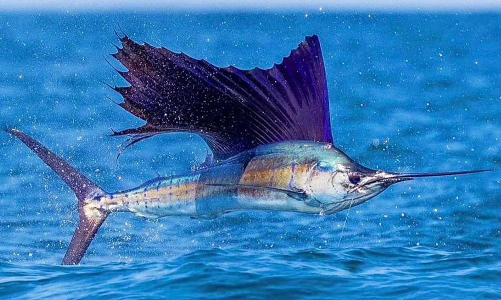 sailfish in danger in Costa Rica