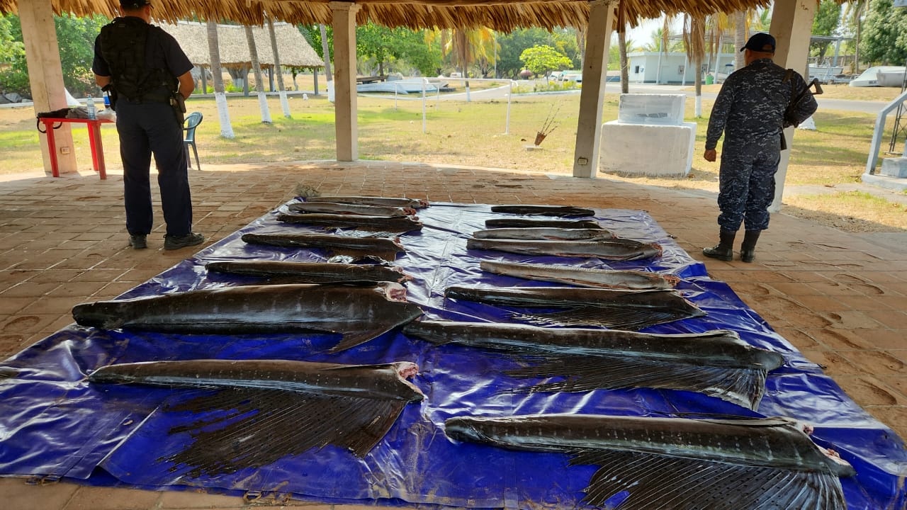 グアテマラの違法漁業でバショウカジキが死んだ