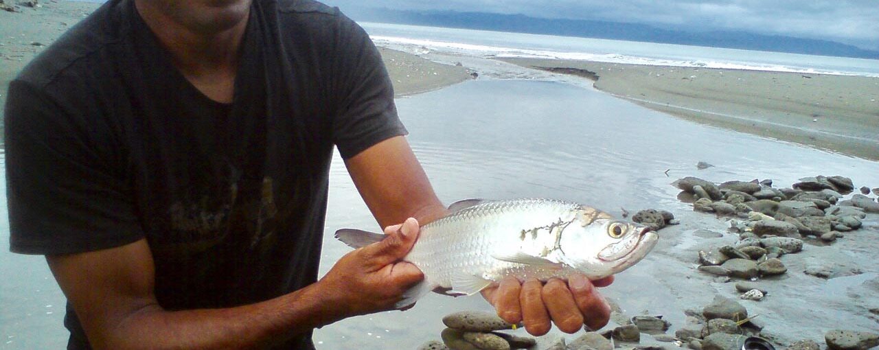 Juvenile tarpon found on Pacfic