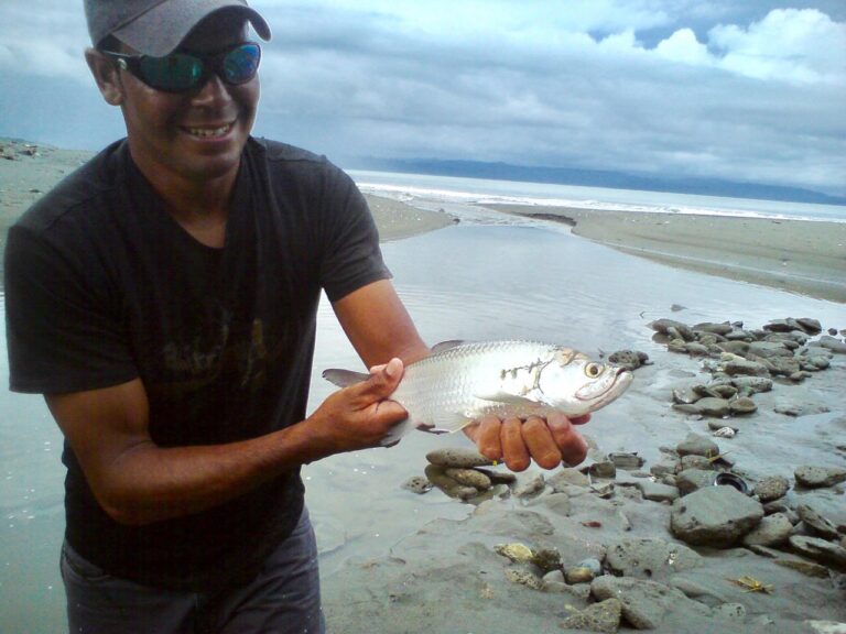 Juvenile tarpon found on Pacfic