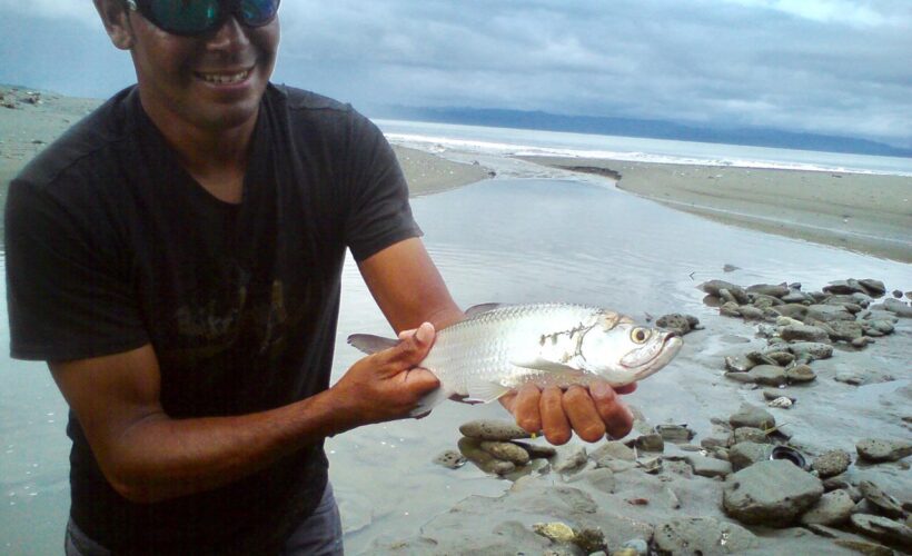 Juvenile tarpon found on Pacfic