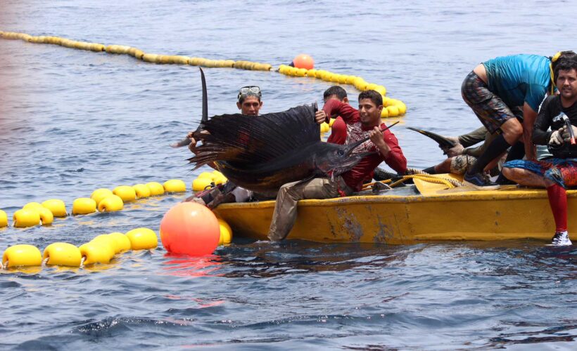 Tuna Purse Seine Bycatch Costa Rica