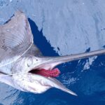 Dead sailfish on longline