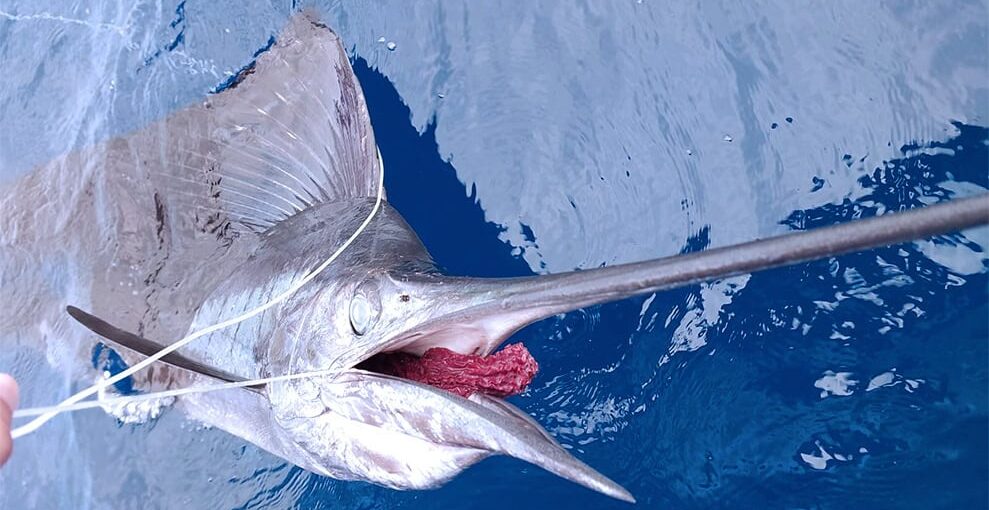 Dead sailfish on longline